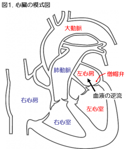 心臓模式図2.png